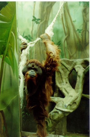 орангутан